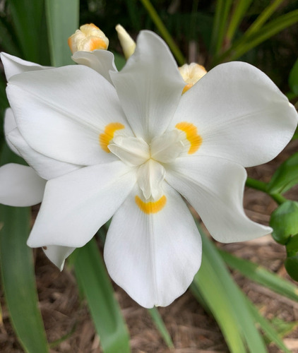 Dietes Blanco En Maceta De 3litros