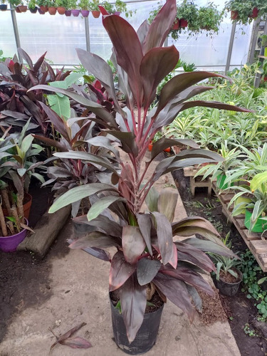 Dracena Baby Rubra (dracena Roja) 15lts