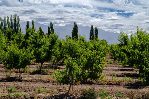 Finca En Venta En Tunuyán