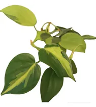 Comprar Planta De Interior Photus Brasilero