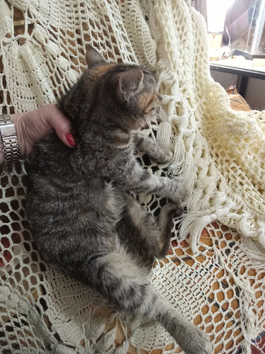 Gatita Atigrada Cruza De Bengalie Con Maine Coon
