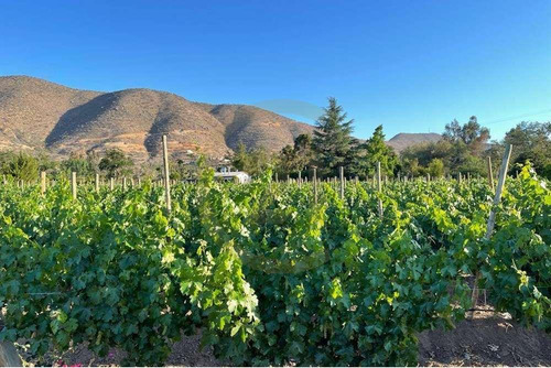 Oportunidad Venta De Campo, Viñedos - Curacaví