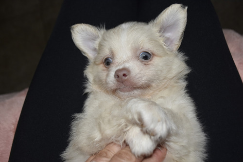 Chihuahua Macho Negro Fuego 5 Meses Blanco Con Chocolate