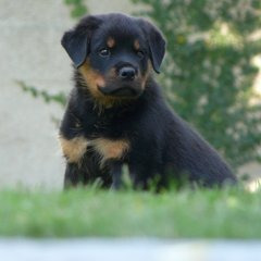 Imagen 5 de 9 de Cachorros Rottweiler Pedigree Kcu
