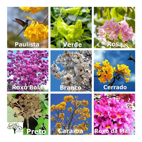 Imagem 2 de 9 de Kit 300 Sementes De Ipê - Cores Amarelo Roxo Verde Branco