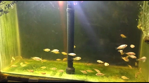 Imagen 7 de 8 de 25 Alevines De Tilapia Roja