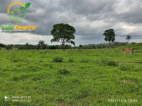Imagem 13 de 15 de Fazenda À Venda Em Dois Irmãos - To - 561,44 Hectares (pecuária) - 2084