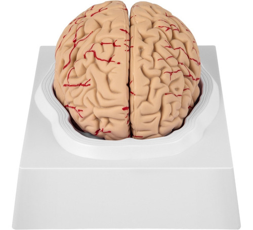 Cerebro Humano Modelo Anatomico Desarmable 9 Piezas