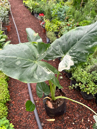 Planta Alocasia Variegada