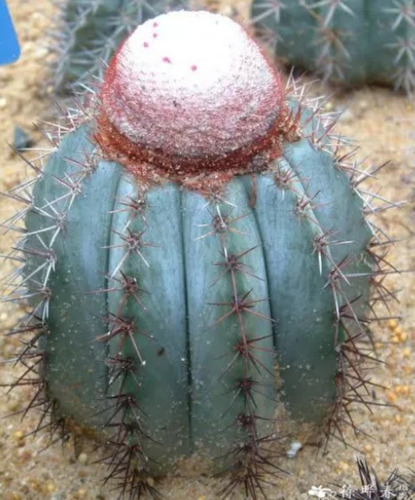 Melocactus Azureus, Mp