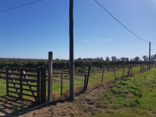 Chacra De 6hs. A 4km De Canelones.-