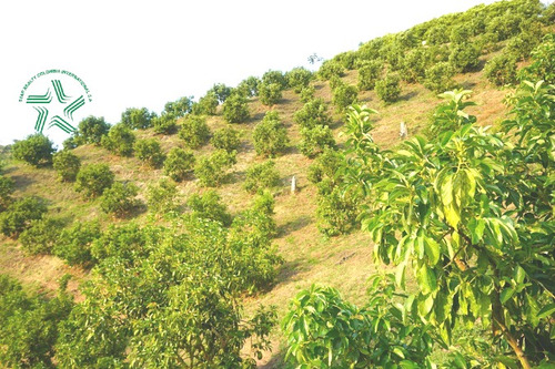 Imagen 15 de 17 de Vendo Finca A Media Hora De Pereira