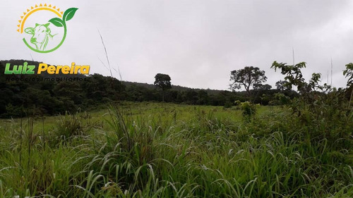 Imagem 7 de 15 de Fazenda À Venda Em Jaú - To - De 57 Alqueirões (pecuária) - 1771
