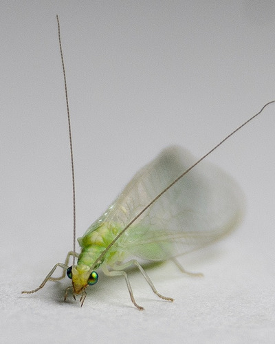 Mariposa Verde  Crisopa Carnea 