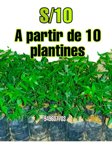 Neem O Nim - Plantines