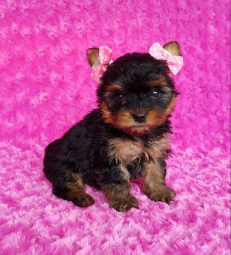 Yorkshire Terrier Mini Hembra Yorki Sede Cali Medellin