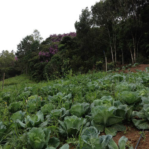 Imagem 11 de 29 de Vendo Terreno 260.000m² Ou 26,1ha Em Guapiara Sp Opções: Plantio, Criação De Gado, Turismo E Outros