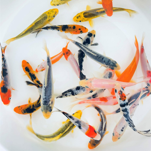 Peces Koi Vivos Para Estanques Acuarios O Peceras Color