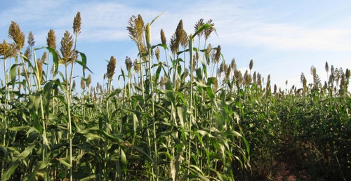 Sorgo Forrageiro Gigante Santa Elisa 6kg Sementes