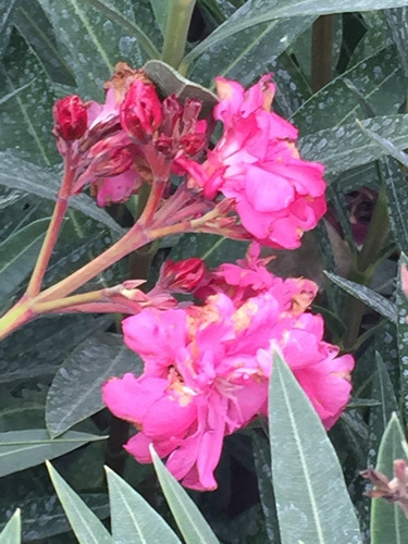 Plantas Laurel De Flor Cerco Vivo Perimetral Vivero Pack X7