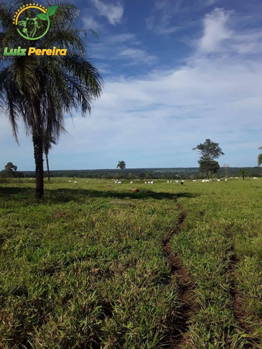 Imagem 8 de 15 de Fazenda Á Venda Em Dois Irmãos - To - 760 Hectares (dupla Aptidão) - 2086