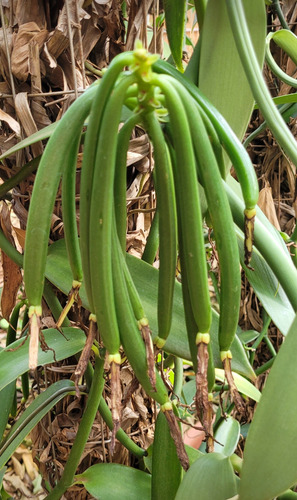 Mudas De Vanilla Planifolia (baunilha) Plantadas