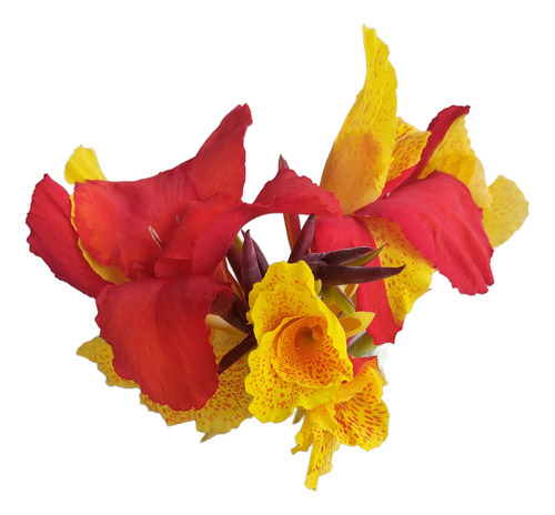Flores Para Jardins (canna-indica) Verigata 1 Und Sbf-gv001