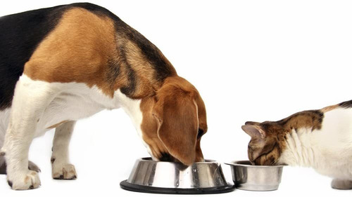 Dog Greens- Organic And Wild Harvested Vitamin And Mineral S