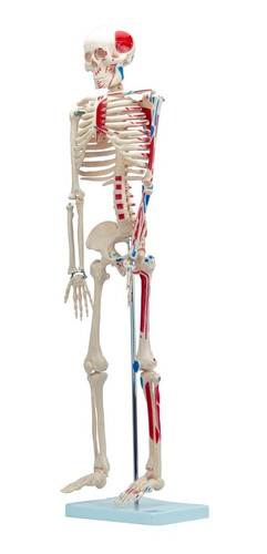 Zeigen Modelo Del Esqueleto Humano De 85cm Con Colores 