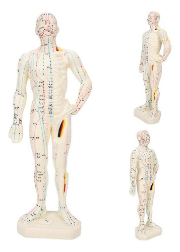 Anriy Macho/hembra Acupuntura Modelo Meridians W/ Base