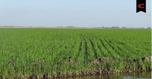 Campo En Rocha Ref. 6485