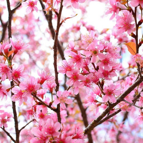 Arbol Sakura Cerezo Japones Original 1mt De Alto- 3 Unidades