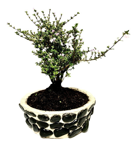 Bonsai Flores