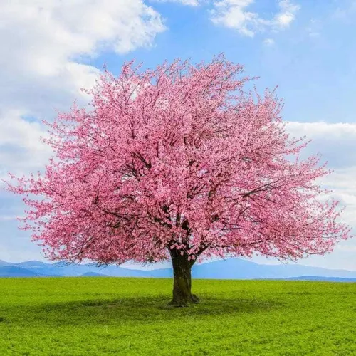 comprar Cerezo Japones Kwanzan Enano Crecimiento Rapido 