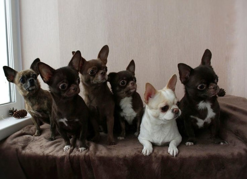 Chihuahua 34 Negro