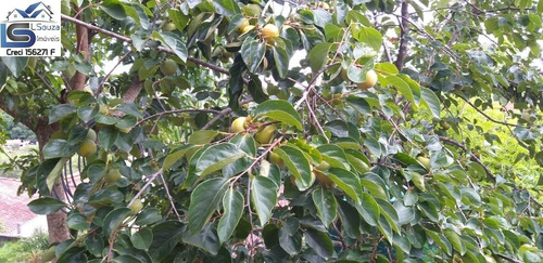 Imagem 13 de 15 de Chácara Para Venda Em Pinhalzinho, Zona Rural, 2 Dormitórios, 3 Vagas - 1032_2-1186165