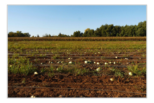 Parcela Agrícola Suelo Plano 10,6 Hectáreas