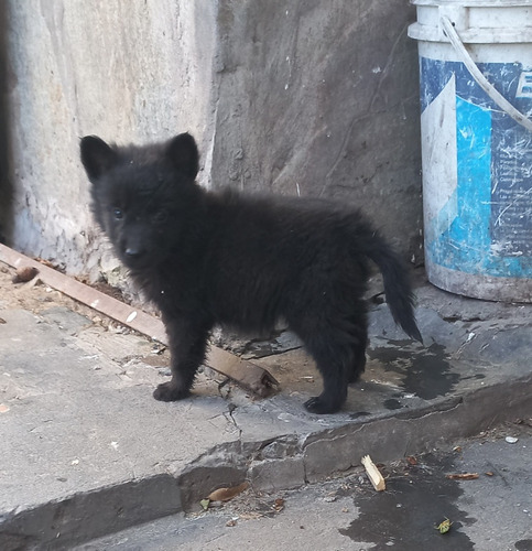 Cachorros De Ovejero Belga 