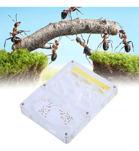 Criadero De Hormigas Para Vivero, Acrílico Transparente, 3d,