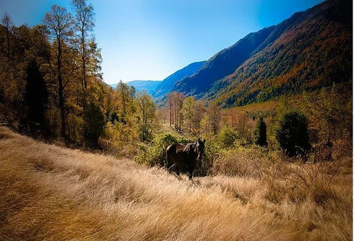 Bosque Puesco - Curarrehue, La Araucanía