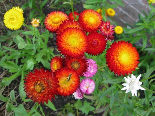 Imagen 3 de 5 de Semillas Siemprevivas O Flor De Papel X Sobre A Toda Huerta