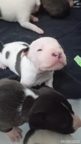 Pitbull Com Bull Terrier Inglês Pai E Mãe Puro