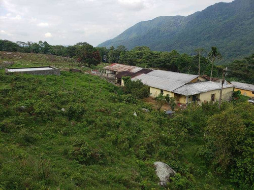 Finca Cafetera En Tachira