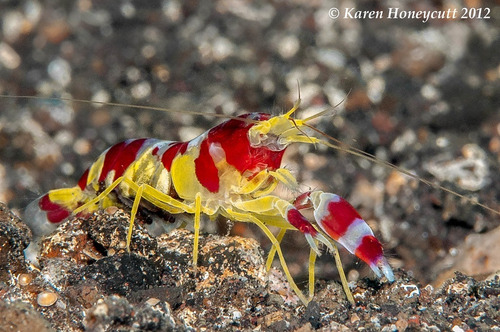 Invertebrado Marino - Alpheus Randalli - Camaron Pistola