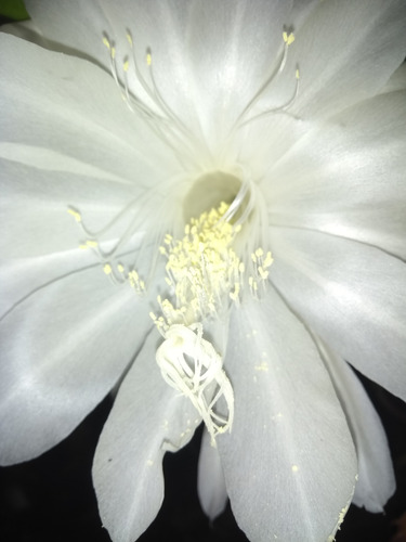 Epiphyllum Oxypetalum- Reina De La Noche- Dama De Noche