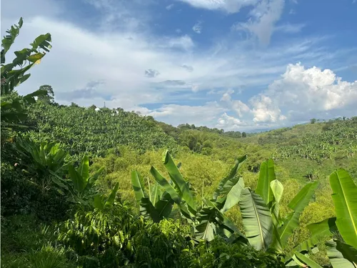 Venta Finca Circasia Cafe - Platano - Banano - 12.5 Cuadras