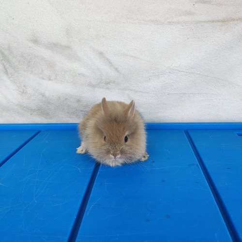 Hermoso Conejo Enano
