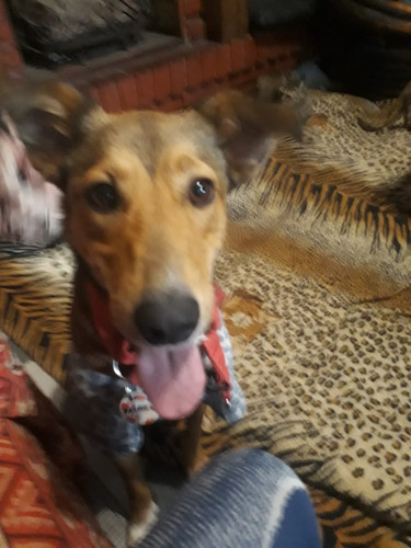 Paloma, Juguetona, Alegre, 3 Añitos A 4, Mediana , Adopc.
