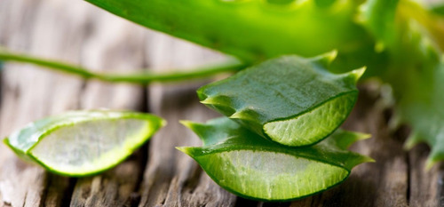 Sabila Aloe Vera Planta 80 Cm