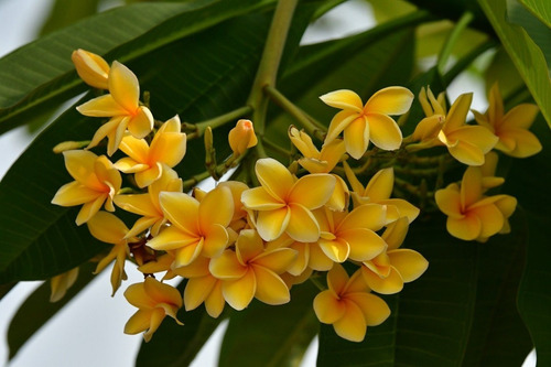 Plumeria Rubra  Amarillo Lila